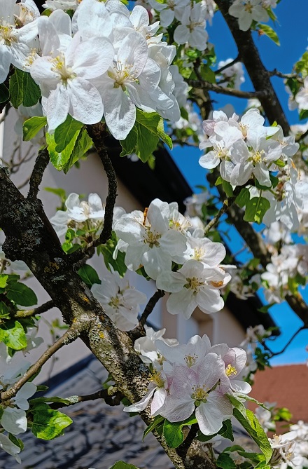 La beauté d’un pommier faite fleur !