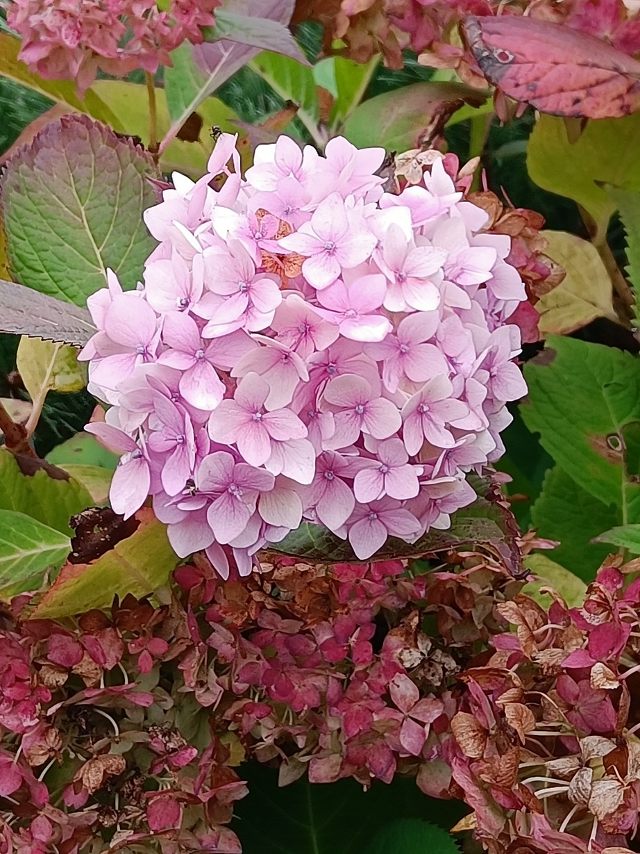 En attendant l’hiver, je résiste 